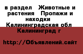  в раздел : Животные и растения » Пропажи и находки . Калининградская обл.,Калининград г.